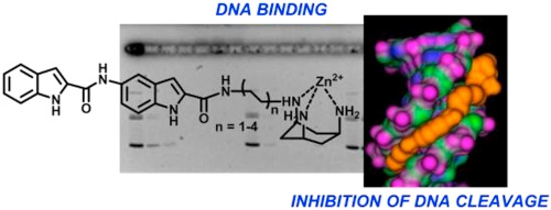 Conjugates between minor groove binders and Zn(II)-tach complexes: Synthesis, characterization, and interaction with plasmid DNA