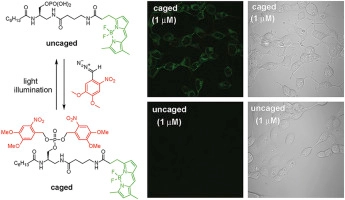 A facile method to enable a model phospholipid cell-permeable and photoactivatable
