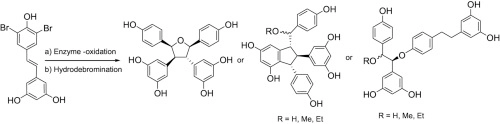 Concise synthesis of several oligostilbenes from the enzyme-promoted oxidation of brominated resveratrol
