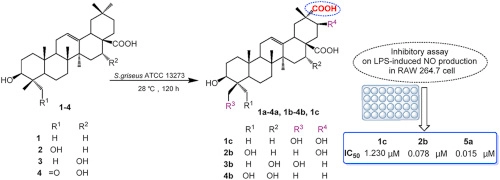 Site-selective oxidation of unactivated C–H sp3 bonds of oleanane triterpenes by Streptomyces griseus ATCC 13273