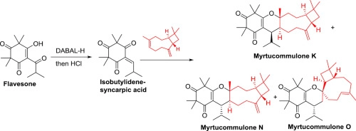 Biomimetic synthesis of myrtucommulone K, N and O