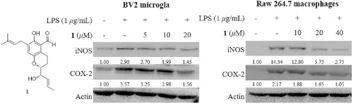 Chemical constituents isolated from Antarctic marine-derived Aspergillus sp. SF-5976 and their anti-inflammatory effects in LPS-stimulated RAW 264.7 and BV2 cells