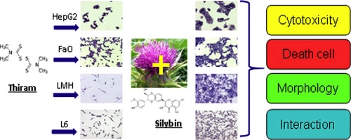 The protective effects of silybin on the cytotoxicity of thiram in human, rat and chicken cell cultures