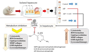 Inhibition of glucose-6-phosphate dehydrogenase protects hepatocytes from aluminum phosphide-induced toxicity