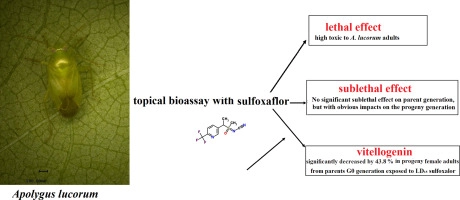 Sublethal effects of sulfoxaflor on biological characteristics and vitellogenin gene (AlVg) expression in the mirid bug, Apolygus lucorum (Meyer-Dür)