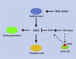 Omethoate treatment mitigates high salt stress inhibited maize seed germination
