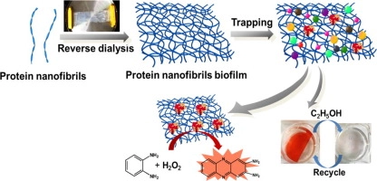 Supramolecular proteinaceous biofilms as trapping sponges for biologic water treatment and durable catalysis