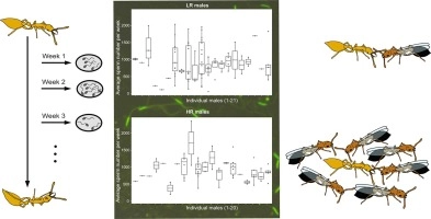 Individual- and ejaculate-specific sperm traits in ant males