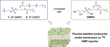 Towards the use of monofluorinated dimyristoylphosphatidylcholines as 19F NMR reporters in bacterial model membranes