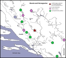 Recent acute crayfish mortality reveals Aphanomyces astaci presence in Bosnia and Herzegovina