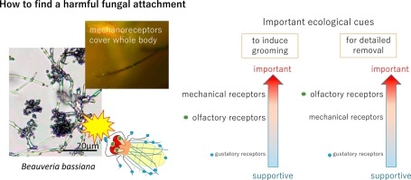 Olfactory cues play a significant role in removing fungus from the body surface of Drosophila melanogaster