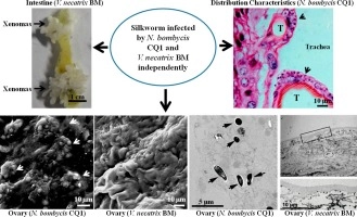 Pathological analysis of silkworm infected by two microsporidia Nosema bombycis CQ1 and Vairimorpha necatrix BM