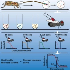 Microbial associates of the southern mole cricket (Scapteriscus borellii) are highly pathogenic