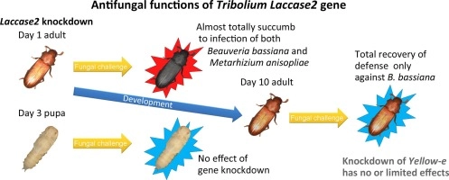 Involvement of laccase2 and yellow-e genes in antifungal host defense of the model beetle, Tribolium castaneum