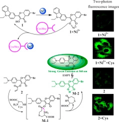 Two 3-hydroxyflavone derivatives as two-photon fluorescence turn-on chemosensors for cysteine and homocysteine in living cells