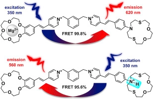 Supramolecular tuning of energy transfer efficiency and direction in a bis(styryl) dye–crown ether conjugate