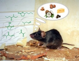 New food baits for trapping house mice, black rats and brown rats