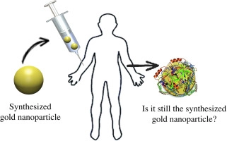 Gold nanoparticle should understand protein corona for being a clinical nanomaterial