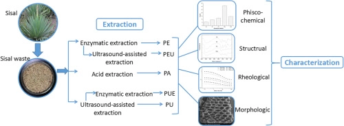 Efficient extraction of pectin from sisal waste by combined enzymatic and ultrasonic process