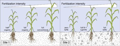 Maize and wheat root biomass, vertical distribution, and size class as affected by fertilization intensity in two long-term field trials