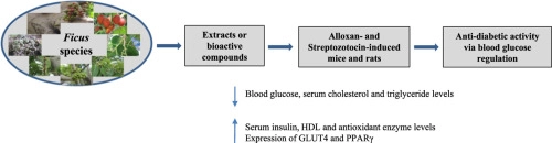 A role of Ficus species in the management of diabetes mellitus: A review