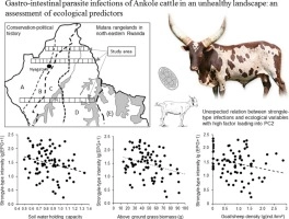 Gastro-intestinal parasite infections of Ankole cattle in an unhealthy landscape: an assessment of ecological predictors