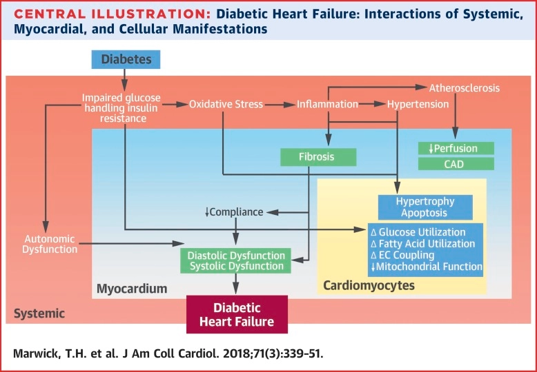 Implications of Underlying Mechanisms for the Recognition and Management of Diabetic Cardiomyopathy