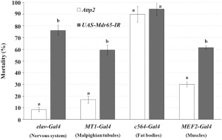Mdr65 decreases toxicity of multiple insecticides in Drosophila melanogaster