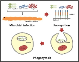 TmSR-C, scavenger receptor class C, plays a pivotal role in antifungal and antibacterial immunity in the coleopteran insect Tenebrio molitor