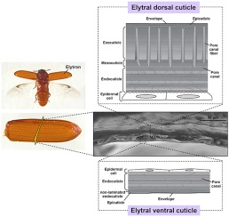 Development and ultrastructure of the rigid dorsal and flexible ventral cuticles of the elytron of the red flour beetle, Tribolium castaneum