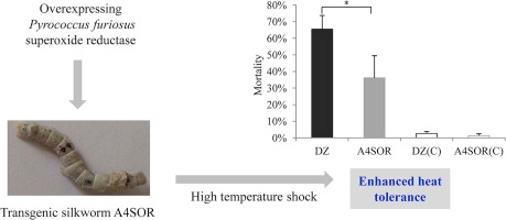 Enhanced heat tolerance in transgenic silkworm via overexpression of Pyrococcus furiosus superoxide reductase