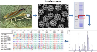 Brochosomins and other novel proteins from brochosomes of leafhoppers (Insecta, Hemiptera, Cicadellidae)