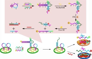 Dual-mode fluorescence biosensor platform based on T-shaped duplex structure for detection of microRNA and folate receptor