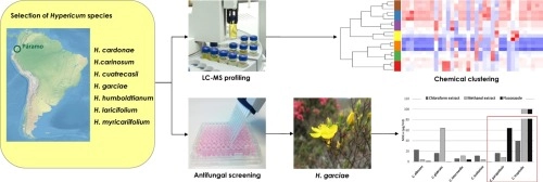 Phenolic profile, chemical relationship and antifungal activity of Andean Hypericum species