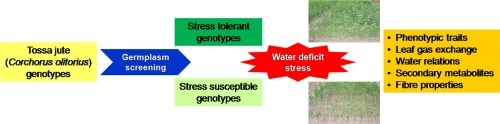 Differential response of tossa jute (Corchorus olitorius) submitted to water deficit stress