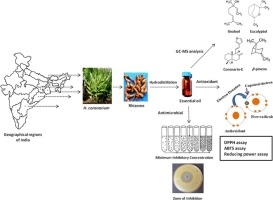 Chemical diversity, antioxidant and antimicrobial activities of the essential oils from Indian populations of Hedychium coronarium Koen