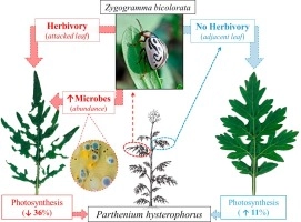 Physiological response of Parthenium hysterophorus to defoliation by the leaf-feeding beetle Zygogramma bicolorata