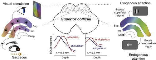 Polar-angle representation of saccadic eye movements in human superior colliculus