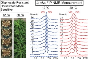 In vivo NMR investigations of glyphosate influences on plant metabolism