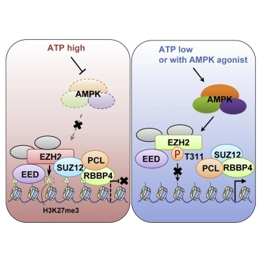 Phosphorylation of EZH2 by AMPK Suppresses PRC2 Methyltransferase Activity and Oncogenic Function