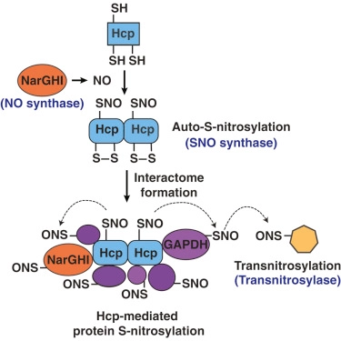 A Multiplex Enzymatic Machinery for Cellular Protein S-nitrosylation