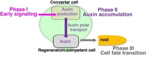 De novo root regeneration from leaf explants: wounding, auxin, and cell fate transition