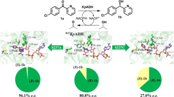 Fine tuning the enantioselectivity and substrate specificity of alcohol dehydrogenase from Kluyveromyces polysporus by single residue at 237