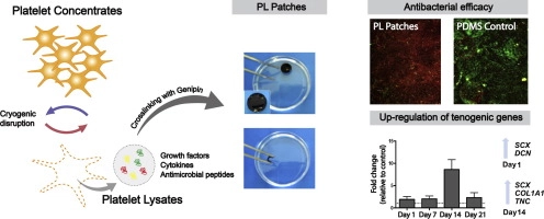 The effects of platelet lysate patches on the activity of tendon-derived cells