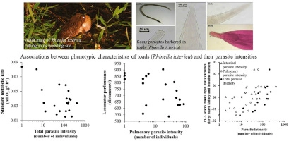 Behavioral, physiological and morphological correlates of parasite intensity in the wild Cururu toad (Rhinella icterica)