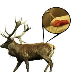 Nodular onchocercosis in red deer (Cervus elaphus) in Sweden