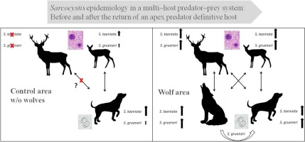 Surrogate hosts: Hunting dogs and recolonizing grey wolves share their endoparasites