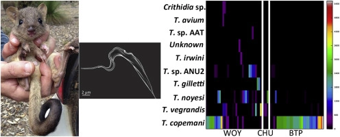 Next generation sequencing reveals widespread trypanosome diversity and polyparasitism in marsupials from Western Australia