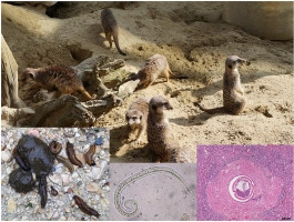 Meerkats (Suricata suricatta), a new definitive host of the canid nematode Angiostrongylus vasorum
