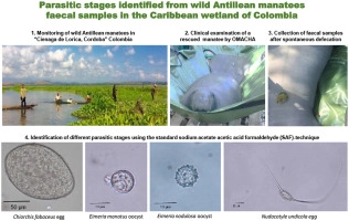 Occurrence of endoparasites in wild Antillean manatees (Trichechus manatus manatus) in Colombia